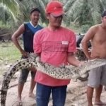 Buaya Terjebak Diperangkap Biawak