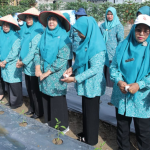 Gerakan Tanam Cabai Serentak