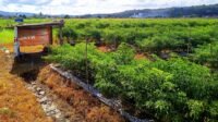 Lahan persawahan padi beralih jadi kebun cabai di Tarutung.