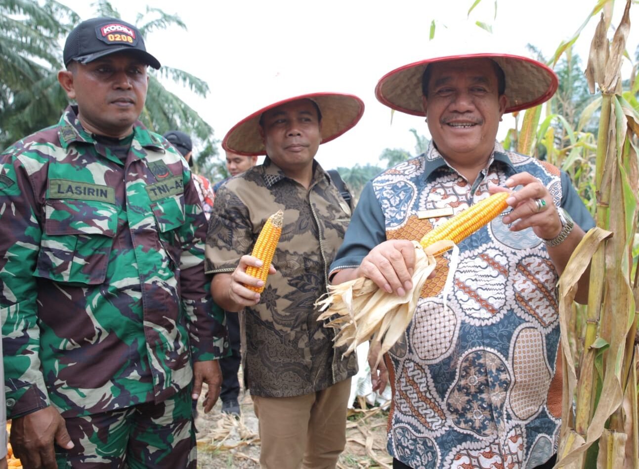 Taufik Zainal Abidin panen jagung, di Perkebunan Jagung Binaan Polres Asahan