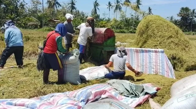 Para tani saat memanen padinya.
