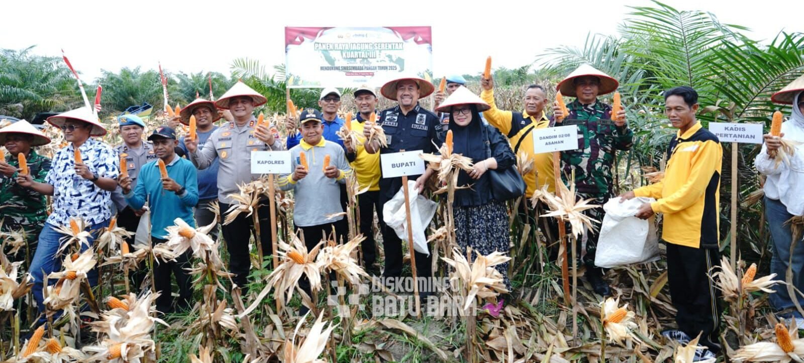 Bupati Batu Bara dan Kapolres serta kelompok tani melakukan  panen jagung di areal Desa Perkebunan Tanjung Kasau