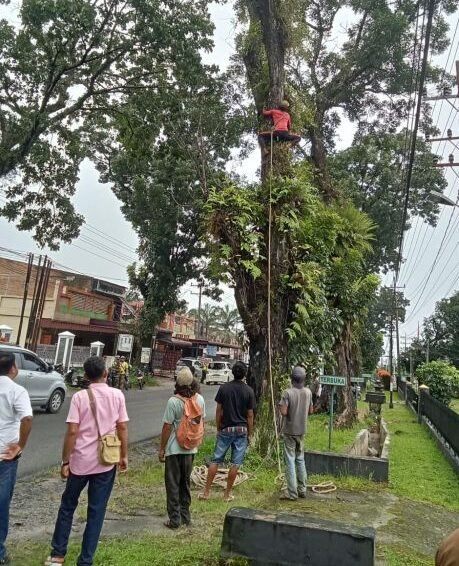 Forkopimca Siantar dan Instansi terkait sedang tertibkan pohon rawan tumbang di Jalur Vital Kecamatan Siantar.