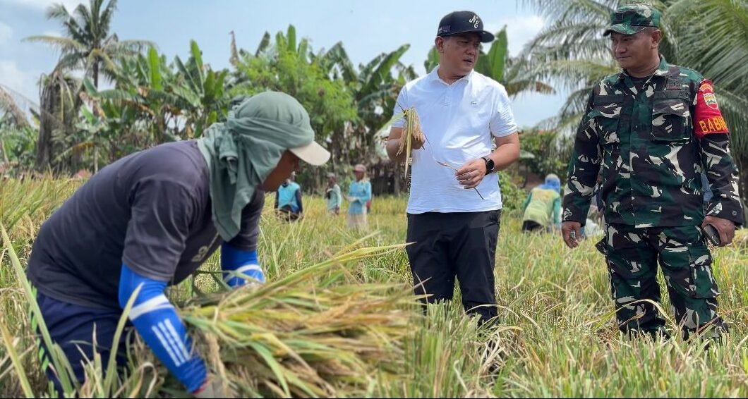 Bulog Sumut Mulai Serap Gabah Petani