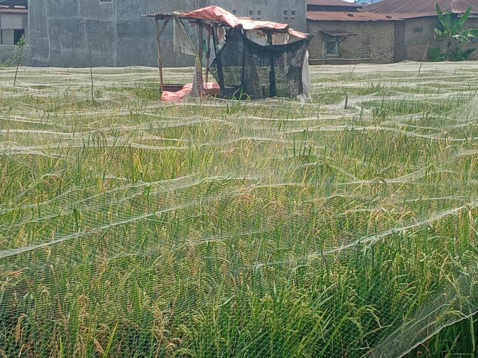 Guna mengantisipasi agar butiran padi yang sedang berbuah tidak di makan burung pipit. Para petani di Dusun Semangka menyelimuti tanaman padi itu dengan jaring nilon.