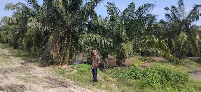  Lahan Kelompok 80 Kecamatan Tanjung Beringin, Kabupaten Serdang Bedagai,