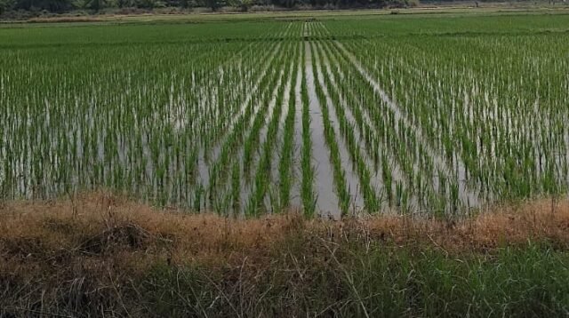 Lahan Kelompok 80 Kecamatan Tanjung Beringin, Kabupaten Serdang Bedagai,
