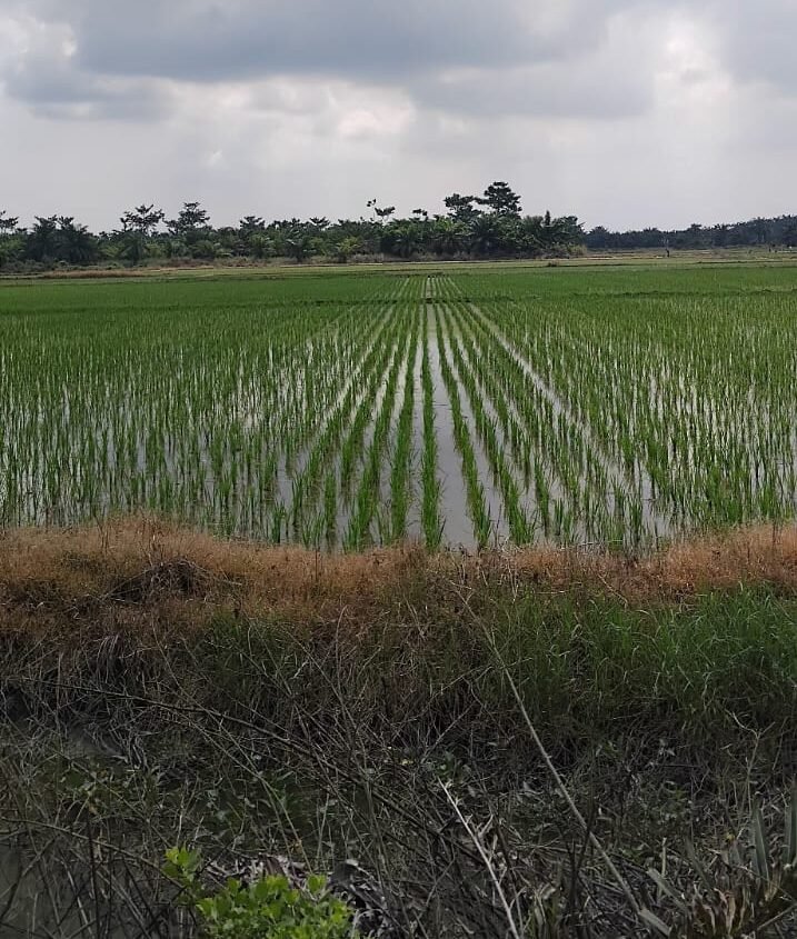 Lahan Kelompok 80 Kecamatan Tanjung Beringin, Kabupaten Serdang Bedagai,