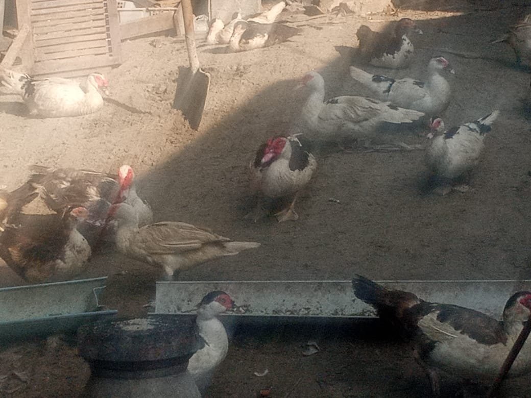 Ternak bebek entok Wak Endit di Jalan Kopertis, Indrapura, Kabupaten Batu Bara. 