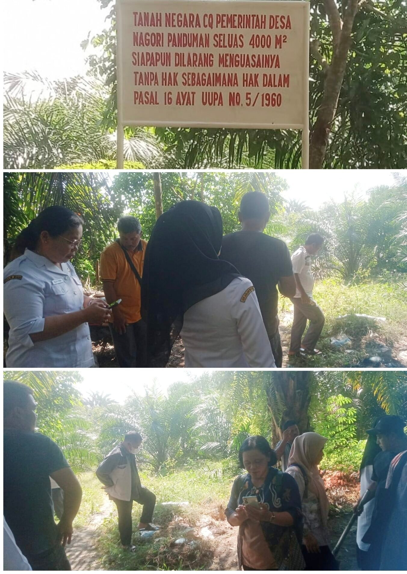 Sawit yang dirusak oknum Gamot atas perintah Pangulu (Kepala Desa).