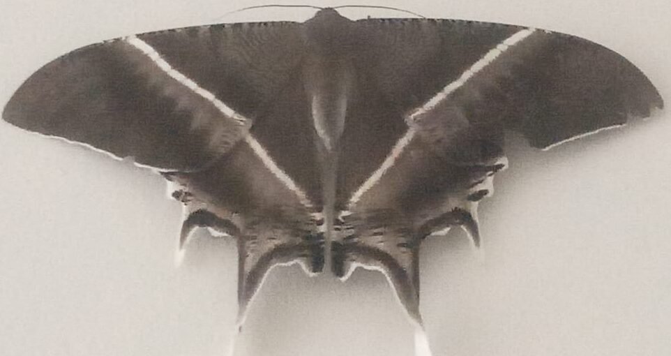 Seekor kupu-kupu hinggap di dinding di depan pintu masuk ruangan Komisi C, lantai II, gedung DPRD Sumut. 