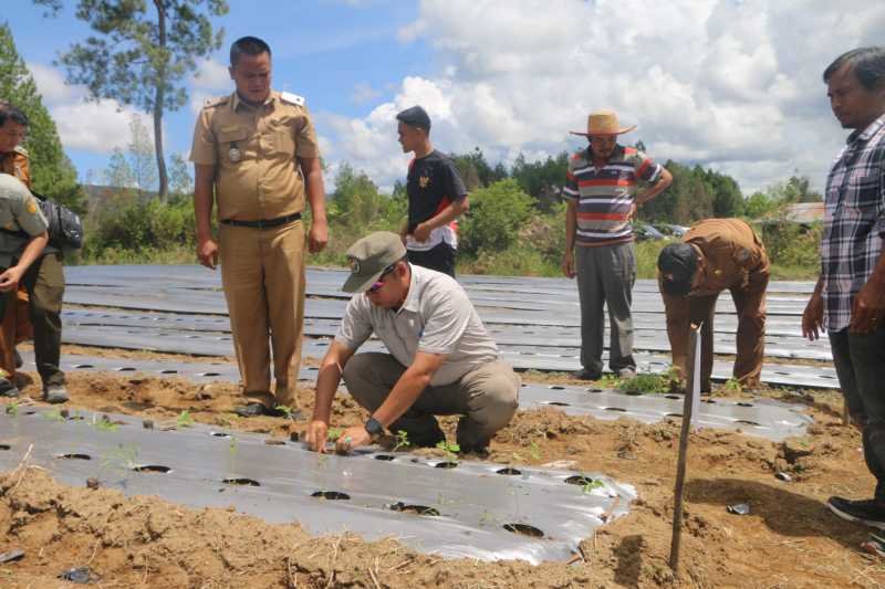  Bupati Taput JTP Hutabarat memotivasi semangat tani dalam kunjungannya di Desa Sisordak Kecamatan Parmonangan.
