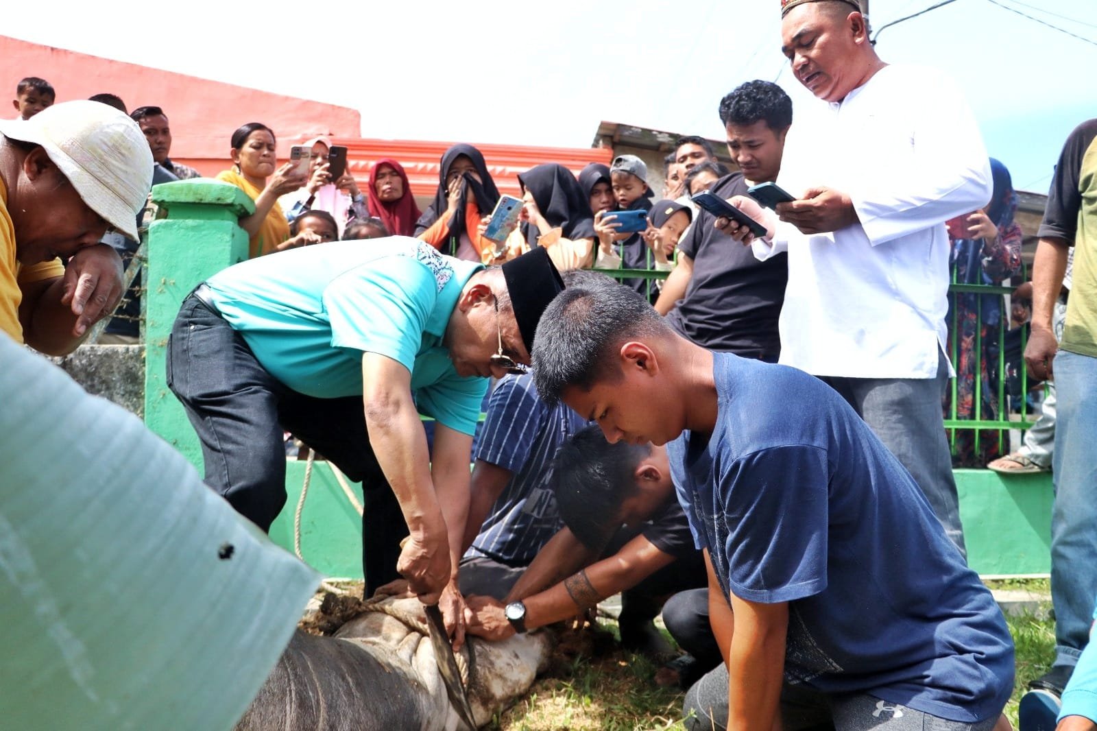 Bupati Simalungun saat sembelih langsung Hewan Qurban.