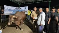 Idul Adha di Taput Perayaan Idul Adha 1447 H di Tarutung dan Taput berlangsung khidmat. Hewan qurban dari Bupati JTP Hutabarat dan pengusaha RM Gumarang Lundu Tobing mewarnai suasana.