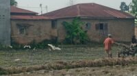 Kawanan burung kuntul putih acapkali berdatangan tatkala lahan persawahan dikerjakan dengan traktor tangan.