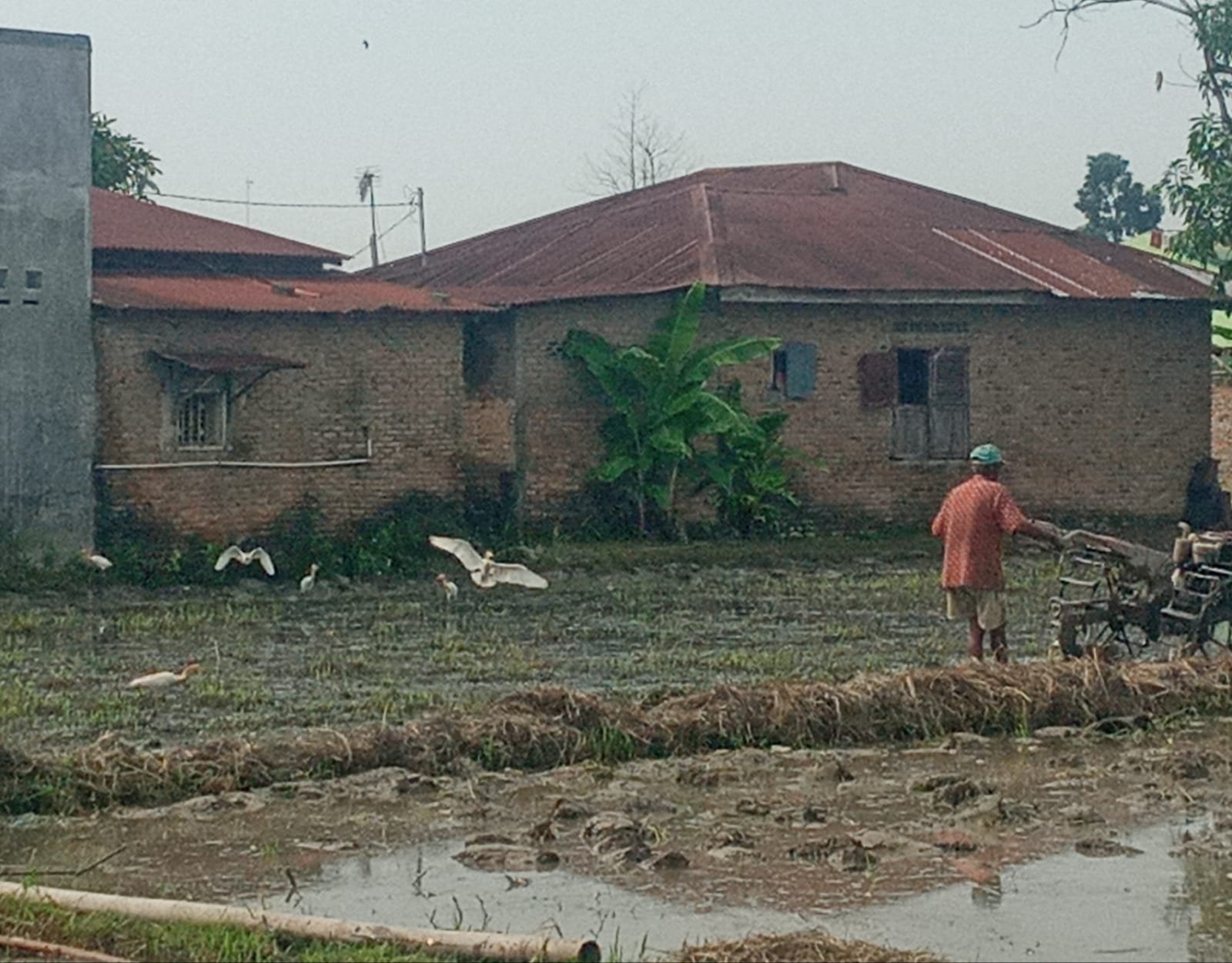 Kawanan burung kuntul putih acapkali berdatangan tatkala lahan persawahan dikerjakan dengan traktor tangan.