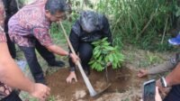 Pemkab Taput berkolaborasi dengan PT Taspen salurkan 1.500 bibit durian Musang King untuk kelompok tani Kec.Parmonangan.*
