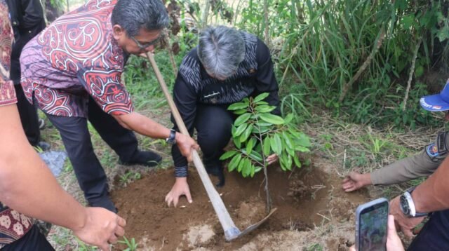 Pemkab Taput berkolaborasi dengan PT Taspen salurkan 1.500 bibit durian Musang King untuk kelompok tani Kec.Parmonangan.*