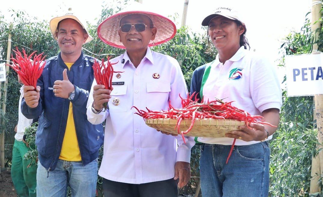 Bupati Simalungun saat Panen Raya Cabai lokal Siboras.