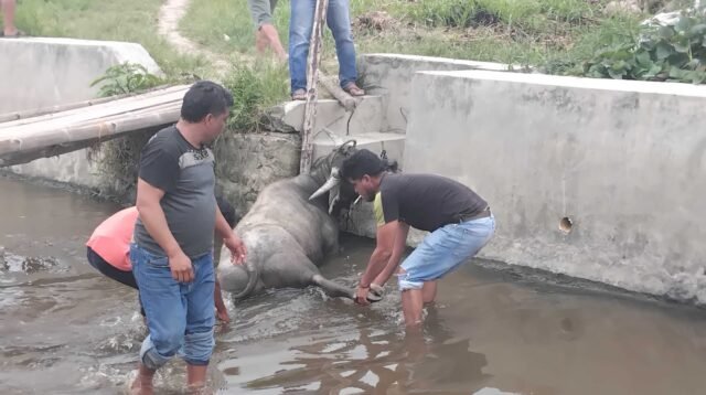KERBAU Kerbau pesta kabur dilumpuhkan dengan peluru.