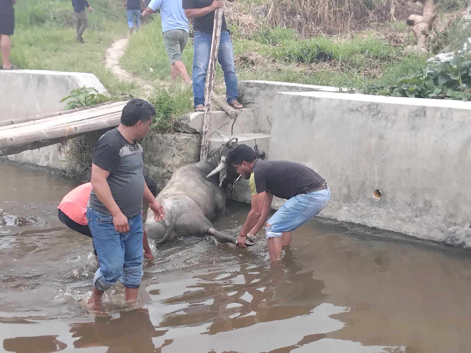 Kerbau pesta kabur dilumpuhkan dengan peluru.